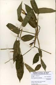 Image result for Sarcophrynium brachystachyum