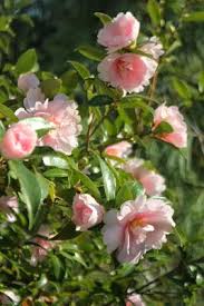 Long Island Camellia Jean May George Adams North Facing Garden Flower Identification Flowering Shrubs