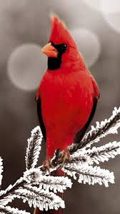 Cardinal In Winter Wallpapers Wallpaper Cave If you provide adequate food. cardinal in winter wallpapers