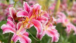Lilien brauchen einen sonnigen standort an dem sie ihre blüte in der sonne baden lassen können, ihre wurzeln jedoch im kühlen schatten bleiben. Lilien Pflanzen Und Pflegen Ndr De Ratgeber Garten Zierpflanzen