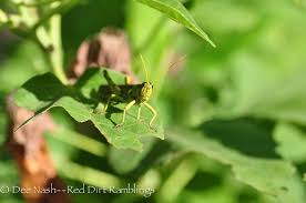Hopper stopper is a proven solution to help reduce mature grasshoppers in flower and vegetable gardens. Stopping Grasshoppers In The Garden Red Dirt Ramblings