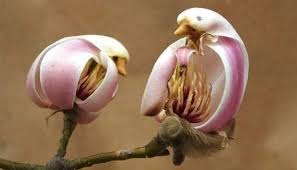 Together, all of the petals of a flower are called the corolla. Yulan Magnolia Flowers Look Like Beautiful Birds The Animal Rescue Site News