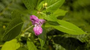 Image result for Impatiens irvingii