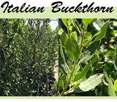 Buckthorn Variegated Flower Quotes Best Flower Wallpaper