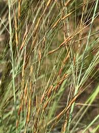 Image result for Loudetia flavida