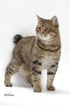 American Bobtail Cat • Purrfect Cat Breeds