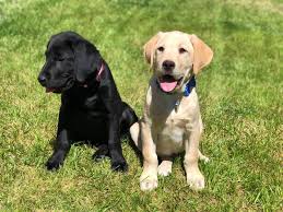 John's dog or lesser newfoundland dog. Pure Breed Akc Lab Breeder In Scottsdale Arizona Posts Facebook