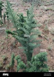 Image result for Asparagus suaveolens