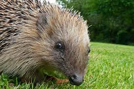 Wir haben einige bauarbeiten im garten vor. Der Igel Nachtliche Schneckenjagd Im Garten Nabu