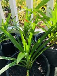 The leaves have a mild nd sweet fragrance (giving it a name of fragnant. 2 X Pandan Leaf Plants 2 Cay La Dá»©a Live Plants Asian Plant Collection Ebay