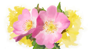 Resultado de imagen de flores de bach