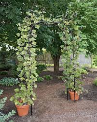 Titan Garden Arch 7 Tall Black Metal Gardeners Com Garden Arches Vegetable Garden Design Garden Trellis