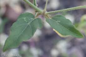 Image result for Boerhavia coccinea