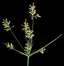 Image result for Pycreus macrostachyus