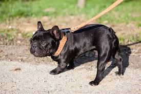 The best english bulldog names fall into a few categories. Bulldog Names Pet Ponder