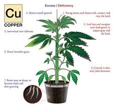 marijuana plant deficiency chart cannabis symptoms chart