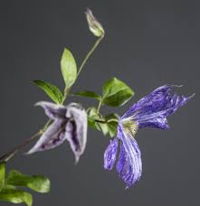 Maybe you would like to learn more about one of these? Waldrebe Tie Dye Clematis Tie Dye Gunstig Online Kaufen