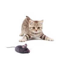 Find the best hd cat wallpapers 1920x1080 on getwallpapers. Hexbug Mouse Cat Toy Grey