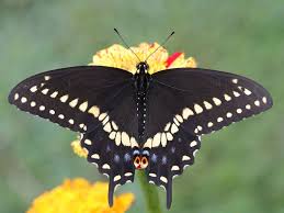 Maybe you would like to learn more about one of these? The Individual Markings Of The Black Swallowtail