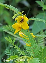 Image result for Chamaecrista biensis