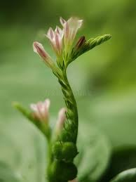 Image result for Loganiaceae