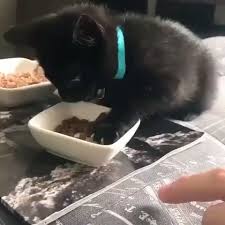 Pin By Crafty Cat On Amazing Cats Video Kotatka Roztomila Zviratka Kocka
