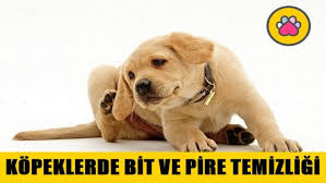 Kopeklerde Bit Ve Pire Temizligi Nasil Yapilir Renkli Pati