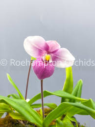 Image result for Phragmanthera edouardii