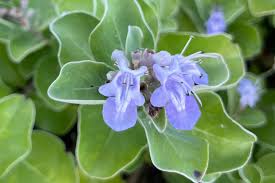 Image result for Vitex obovata