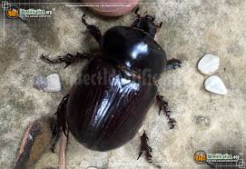Rhinoceros Beetle