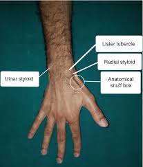 Borders of the anatomical snuff box … Clinical Examination Of The Hand And Fingers Basic And Surface Anatomy With Special Tests Springerlink