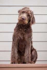 The Labradoodle Racket Chocolate Labradoodle Westminster Dog Show Labradoodle