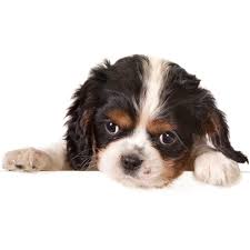 Find us at 7240 e point douglas rd. Cottage Grove Veterinary Clinic Cottage Grove Or Home