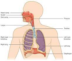 An online study guide covering essential facts about the structure and function of the respiratory system using interactive animations and diagrams. Respiratory System Definition Function And Parts Biology Dictionary