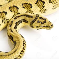 When fully grown it counts as a saradomin item in the god wars dungeon. Jungle Jaguar Carpet Python Morelia Spilota Variegata Auf Weissem Hintergrund Lizenzfreie Fotos Bilder Und Stock Fotografie Image 3930114