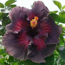 Due to ill health mail orders will not be processed until further notice. Tropical Hibiscus Delta Dawn X Black Dragon Hibiscus Plant Hibiscus Flowers Plant Roots