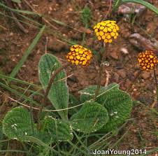 Image result for Helichrysum nitens