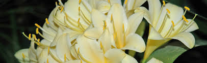 Image result for Clivia flowering