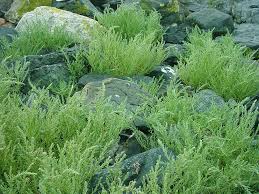 Image result for Suaeda