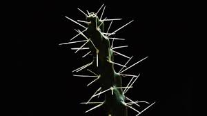 Raspe las hojas de cactus con un cuchillo para quitar las espinas de cactus. Esta Es La Razon Por Las Que Extraer Espinas De Cactus Resulta Tan Doloroso