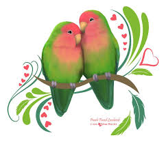 3 Peach Faced Lovebirds 3 Love Birds Painting Bird Drawings Love Birds