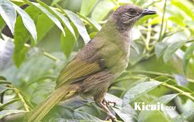 Terus bagaimana cara mengetahui jenis kelamin. Download Mp3 Suara Burung Kapas Tembak Gacor Untuk Masteran Kicuit Com