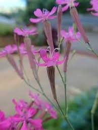 Image result for Rhynchosia holstii