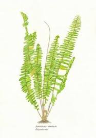 Image result for Davalliaceae