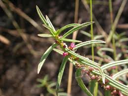 Image result for Ammannia baccifera