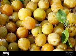 Image result for prunus domestica oullins