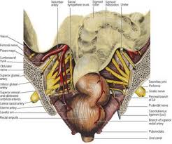 How to use the anatomical labels on anatomical parts, the user can choose the type of anatomical labels he wishes to display on … Pelvic Cavity Last S Anatomy Regional And Applied
