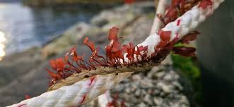 Image result for Merremia palmata