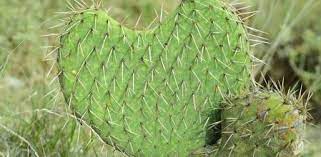 Mapas, fotos y estadísticas de cactus, un diminuto pueblo precioso de 3 habitantes del estado de tamaulipas. Nopal Propiedades Beneficios Y Valor Nutricional