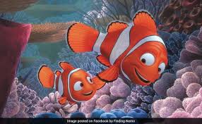 Finding nemo submarine voyage is an attraction in tomorrowland at disneyland that opened on june 11, 2007. Finding Nemo Got An Important Fact About Clownfish Wrong Say Scientists